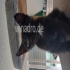Kleine die  geboren
