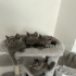 Hallo ein  Weibchen