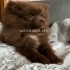 Unsere Pomeranian  wunderschöne
