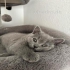 Unsere Kisha  Kitten