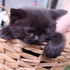 Hallo Katzenfreunde!  am