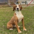 Louie eine  liebe