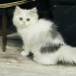 noch ein  Kater