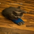 Schweren muss Kater Schweren muss Kater