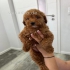 Unsere Maltipoo  liebevolle