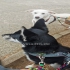 Schäferhund weiblich  alt