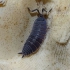 Asseln   Porcellio