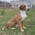 Louie eine  liebe