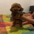 Unsere Maltipoo  liebevolle