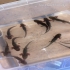 Mein Axolotl  zucht