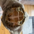 Hallo ich  Wasserschildkröten