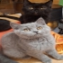 Hallo Katzenfreunde!  am