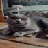 Schweren muss Kater Schweren muss Kater