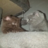 Unsere Kisha  Kitten