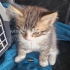 Kleine   Birma