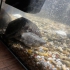 Hallo ich  Wasserschildkröten