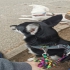 Schäferhund weiblich  alt