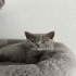 Unsere Kisha  Kitten