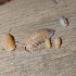 Asseln   Porcellio