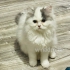 noch ein  Kater