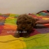 Unsere Maltipoo  liebevolle