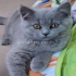 Hallo Katzenfreunde!  am