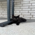 Hallo Katzenfreunde  