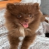 Unsere Pomeranian  wunderschöne