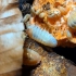 Asseln   Porcellio