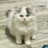 noch ein  Kater