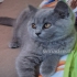 Hallo Katzenfreunde!  am