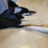 Schäferhund weiblich  alt