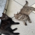 Hallo Katzenfreunde  
