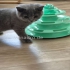 Unsere Kisha  Kitten