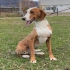 Louie eine  liebe