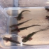 Mein Axolotl  zucht