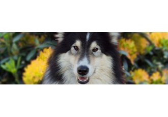 Tierpension Waldek Hundeschule Tierpension Waldek Hundeschule