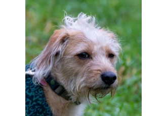 Mobile Hundeschule in Düsseldorf – Hunde verstehen Mobile Hundeschule in Düsseldorf – Hunde verstehen