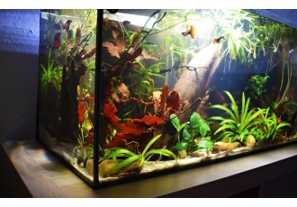 Aquaristik in Hattingen – David Schneider Aquaristik in Hattingen – David Schneider