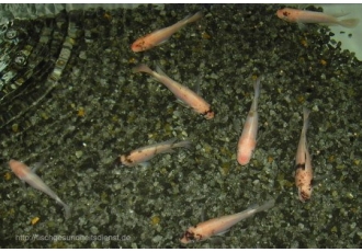 Tierärztliche Praxis für Fische Tierärztliche Fachpraxis