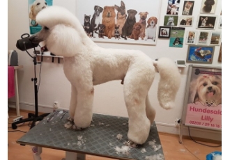 Hundepflege und Zahnpflege in Köln – Hundesalon Lilly Hundepflege und Zahnpflege in Köln – Hundesalon Lilly