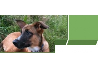 Kommunikation Mensch Hund