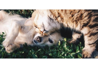 Tierheilpraxis in Gunzenhausen – Felis Tierheilpraxis in Gunzenhausen – Felis