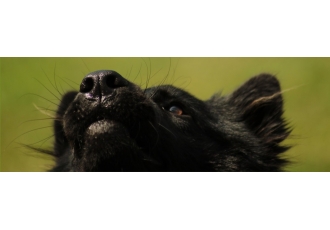 Mobiles Hundetraining Bremen Mobiles Hundetraining Bremen