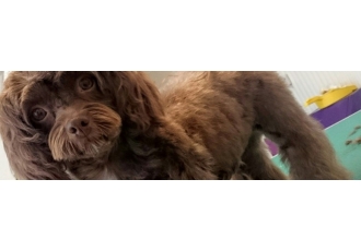 Hundefriseur in Lauf – Toni's Hundehaar Hundefriseur in Lauf – Toni's Hundehaar