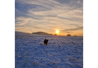 Hundeschule und Hundetraining in Zweibrücken – Hunde-Artig Hundeschule und Hundetraining in Zweibrücken – Hunde-Artig