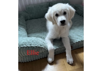 Märkers Hundewelt Märker Ralf u Melanie Märkers Hundewelt Märker Ralf u Melanie