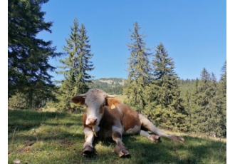 Tierarzt in Murnau a.Staffelsee – Schellinger Felix Dr.