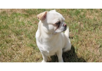 Tiersitter in Stemwede – Hunde Salon Lupu Tiersitter in Stemwede – Hunde Salon Lupu
