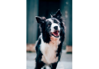 Hundesalon OH MY DOG! Hundesalon OH MY DOG!
